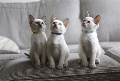 Breeder Of Gccf Registered Old Style Siamese Kittens Based In Epsom