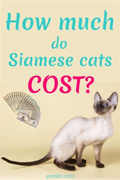 See full list on catwiki.com How Much do Siamese Cats Cost? by petskb.com - See the ...