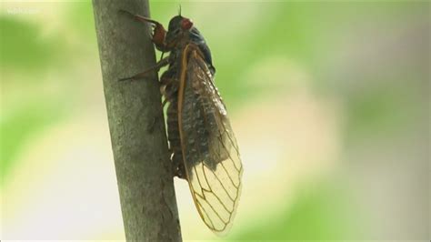 After 17 Years Underground Brood X Cicadas Set To Emerge In The Coming Weeks