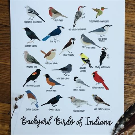 Indiana Mammals Field Guide Art Print Animals Of Indiana Etsy