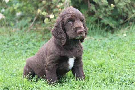 See more ideas about spaniel, cocker spaniel, dogs. Filed Spaniel DogInfo, History, Temperament, Training ...