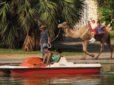Camel Ride Paseo A Camello En El Parque Josone Park Varadero Cuba