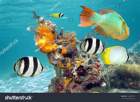 Colorful Tropical Fish Marine Life Underwater Stock Photo