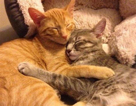 10 Gambar Kucing Imut Banget - Kucing.co.id