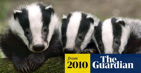 Badger Cull To Go Ahead In Wales To Counter Dramatic Rise In Bovine