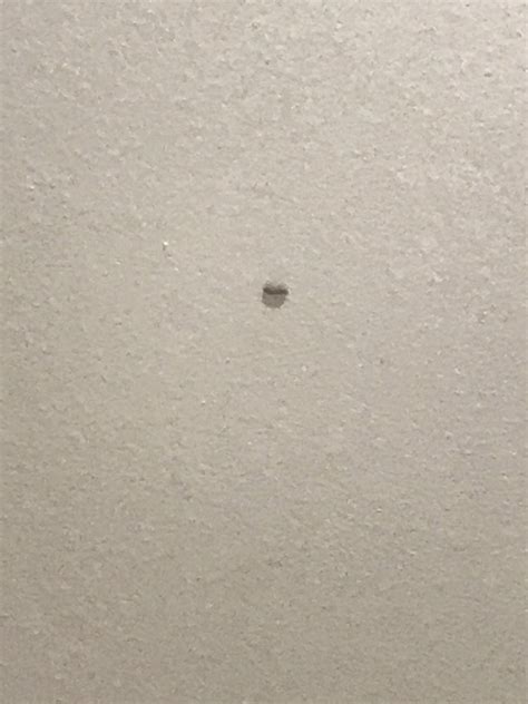 The best course of action is to schedule an inspection by your pest management professional who can provide the identification and location of the source (s) of the infestation. Tiny Black Bugs in the Cupboard? | ThriftyFun