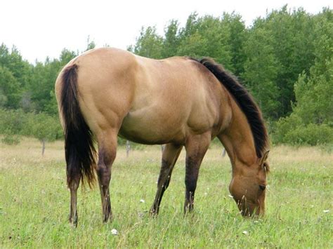 Quarter Horse Quarter Horse Horses Buckskin Horse