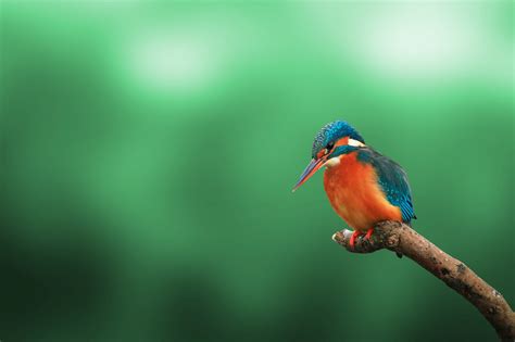 50 Best Wildlife Photography To Get Inspire – The WoW Style