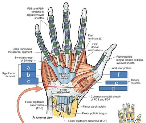 Print Anatomy Block Iii Wrist And Hand Flashcards Easy Notecards