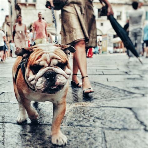 Close Up Portrait Of Bulldog Walking With Owner On Street Fotos De
