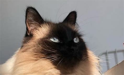 Top 30 Best Female Burmese Cat Names Petpress