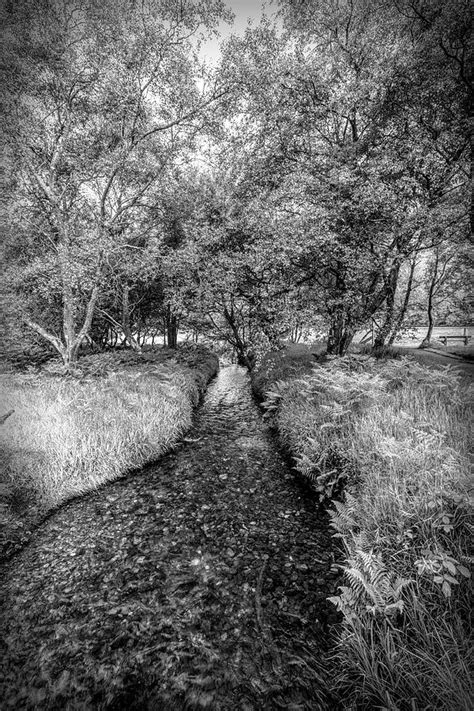 Dark Irish Stream In Black And White Photograph By Debra And Dave