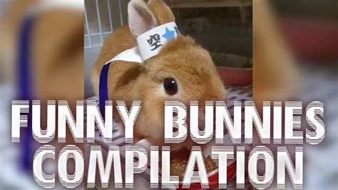 Funny Bunnies Compilation Cute Youtube