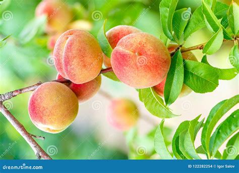 Ripe Peaches Hang On A Tree Branch Stock Photo Image Of Background