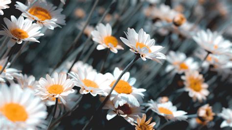 Check spelling or type a new query. Download wallpaper 3840x2160 chamomile, flowers, white ...