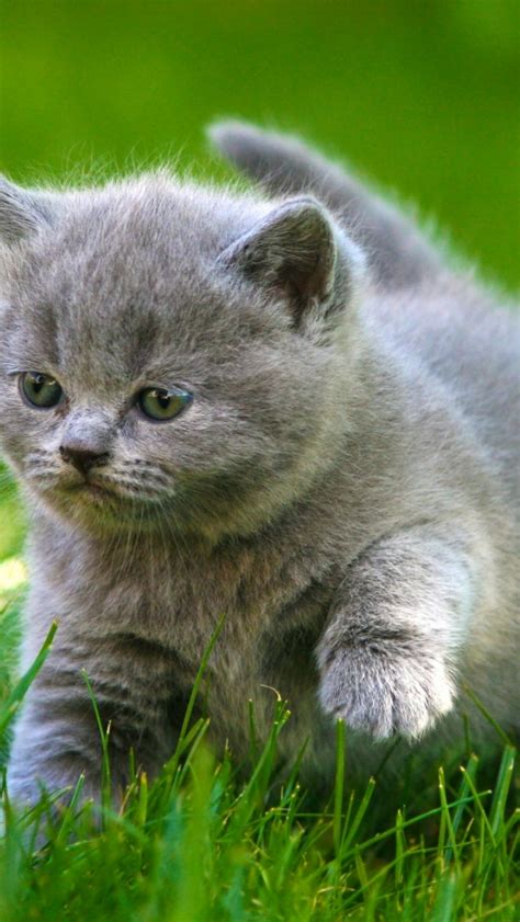 Free Download Grey Kittens Fluffy Fat Grass Animals Cat Kitten Baby