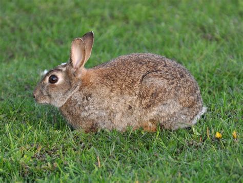 The most comprehensive image search on the web. Todo lo que tienes que saber sobre los conejos de campo ...
