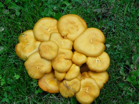 Ne Ohio Identification Possible Gymnopilus Sp Mushroom