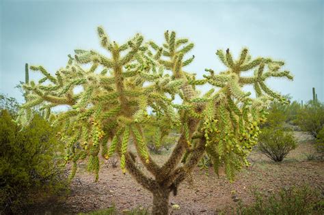 A scenic drive, wilderness hike or a night of. Organ Pipe Cactus National Monument | Adventurous Way
