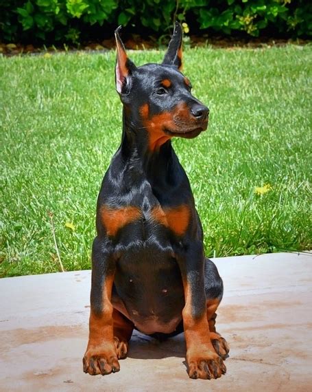 Doberman Dog Puppies