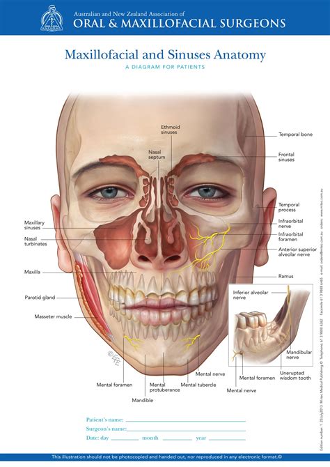 Anzaoms Patient Education For Oral Maxillofacial Surgeons Mi Tec Medical Publishing