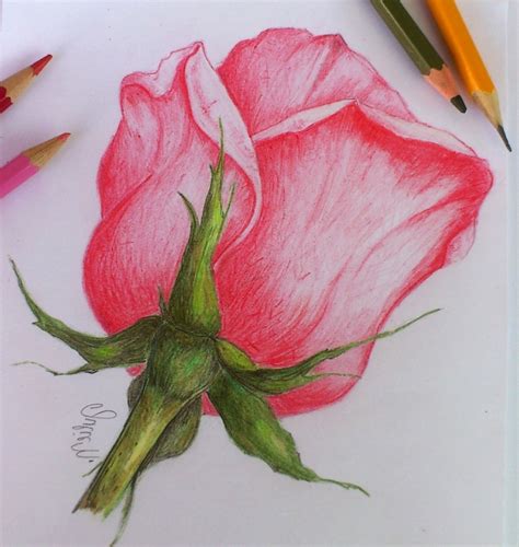 Gli esercizi da fare per imparare a disegnare a matita. 1001 + Idee per Come disegnare una rosa con tutorial