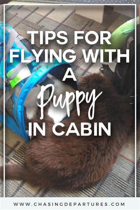 The pet must travel in the hold. Tips for Flying With a Puppy in Cabin | Chasing Departures ...