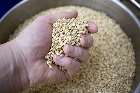 Barley Malt What It Is And How To Use The Natural Alternative