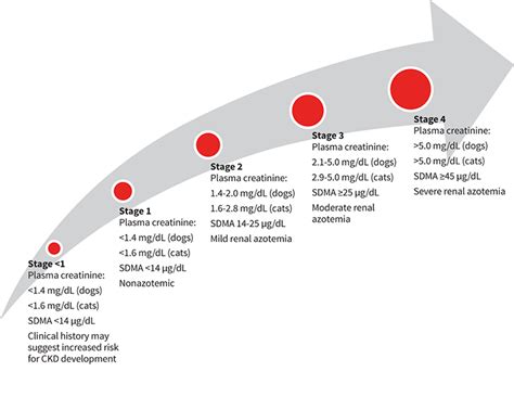 Iris staging system for ckd. Chronic Kidney Disease Staging in Dogs & Cats | Clinician ...