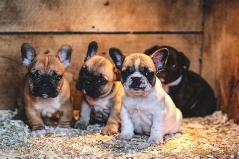 The french bulldog is often described as 'a clown in the cloak of a philosopher', due to their mischievous attitude hidden behind their sometimes stern face. French Bulldog puppies price range. How much do French ...