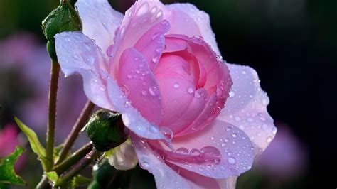 Fonds D Cran Rose Rose Fleur Fra Che Gouttes D Eau X Hd Image