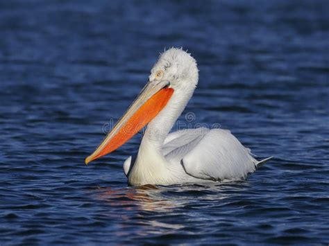 Dalmatian Pelican Pelecanus Crispus Stock Image Image Of River