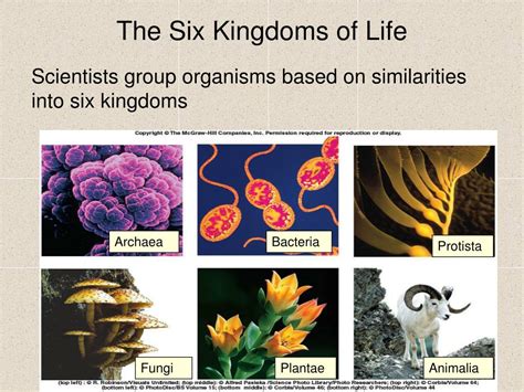 Ppt The Science Of Biology Powerpoint Presentation Free Download