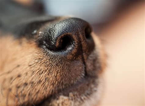 10 Breeds Of Adorable Dog With The Best Sense Of Smell Including The