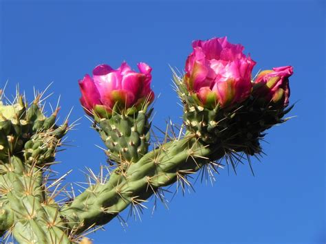 Wildflower Wanderings: Cholla Cactus