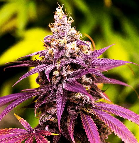 Grandaddy Purple Regular Cannabis Seeds Grandaddy Purple Strain