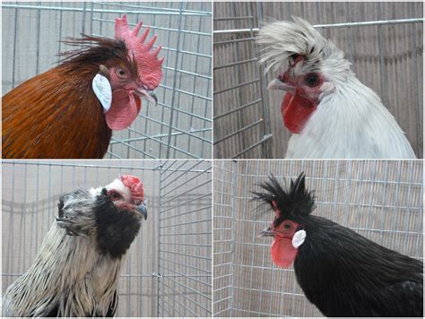 Rooster Hairstyles By Only Freak By Nature On Deviantart