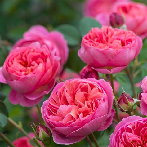 Rosa Boscobel® Auscousin Rose Anglaise David Austin Des Fleurs