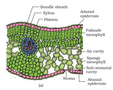 The vascular bundle in midrib region of dicot leaf is thicker the veins and veinlets have smaller vascular bundles which are scattered. ANATOMY OF DICOTYLEDONOUS AND MONOCOTYLEDONOUS PLANTS | by ...