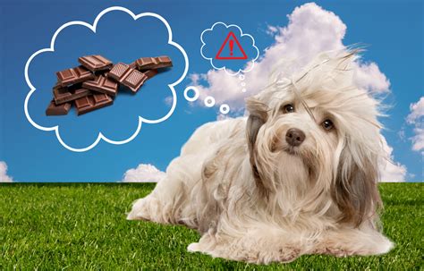 Why Is Chocolate Bad For Dogs Vital Pet Life