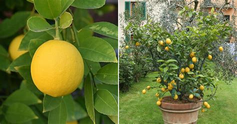 Simple Tips To Grow Unlimited Supply Of Lemons In Your Own