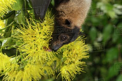 Spectacled Flying Fox Pteropus Conspicillatus Feeding On Nectar From