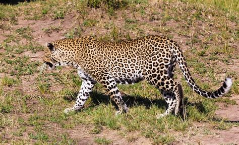 Depredadores De La Sabana El Leopardo Gruñe Kenia Africa Foto Premium