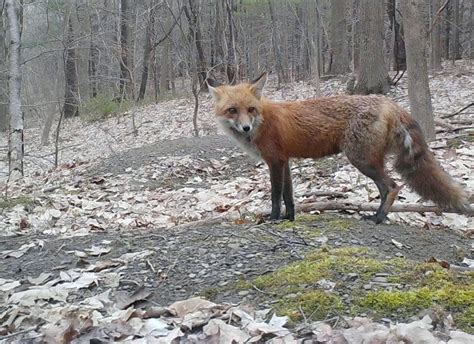 Upstate Ny Woman Attacked By Fox Who Chased Her Inside Home