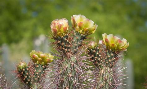 Edible Desert Plants In Arizona Cactus Fruit