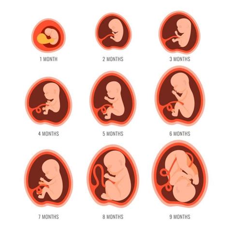 Embryonic Development Month By Month Cycle From To Month To Birth With