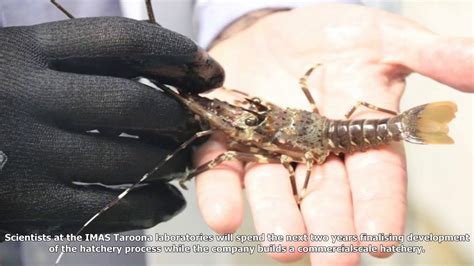 Rock Lobster Farming In Tasmania Closer To Commercial Reality Under New