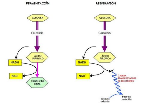 Este proceso lo realizan muchas bacterias (llamadas bacterias. Un camp de margarides: Investigadores desentrañan el ...