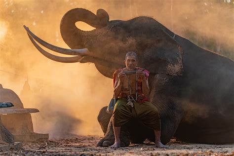 거대한 코끼리 옆에 앉아 엄니 악기를 들고 있는 현지 전통 북동부 의상을 입은 태국 원주민 마하우트 장로 70 79세에 대한 스톡 사진 및 기타 이미지 Istock
