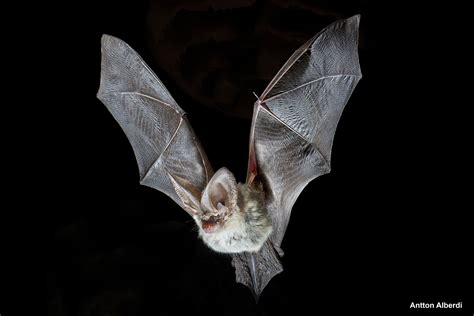 Pin By Rafael Mazuelas On Fauna Bat Species Bat Species